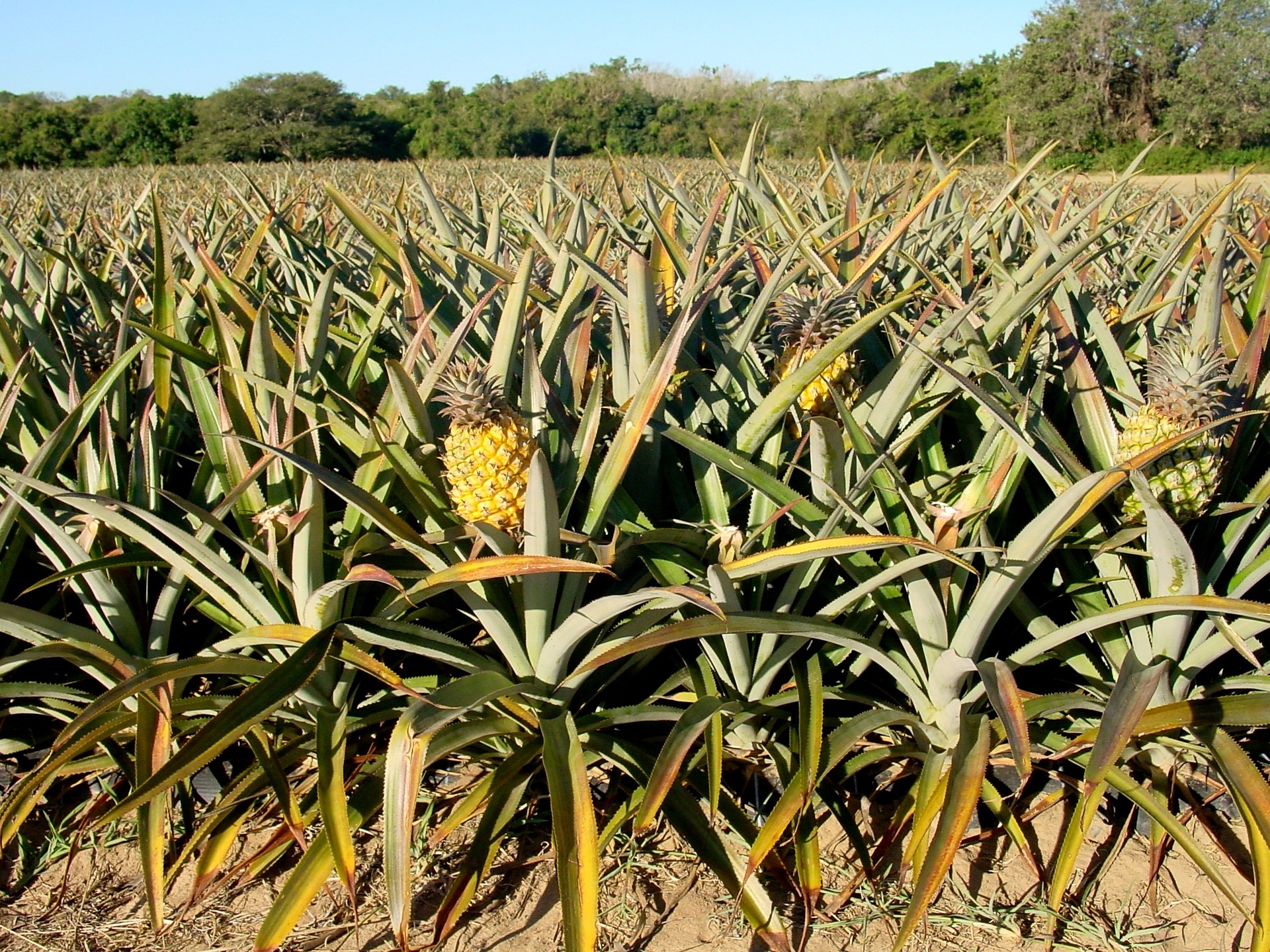 Ananas raste na nizkih grmičkih