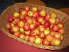 malica-strocnice0013
